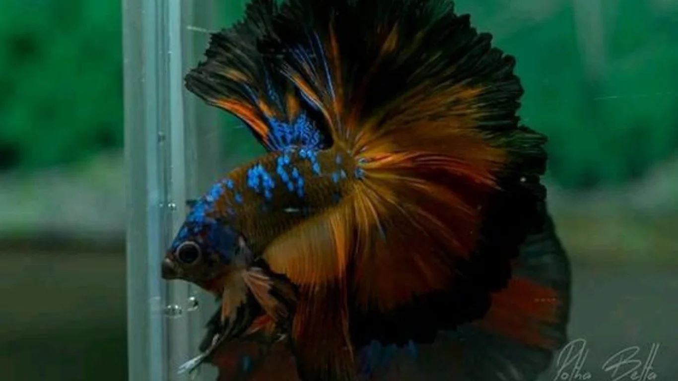 Cupang Avatar Halfmoon