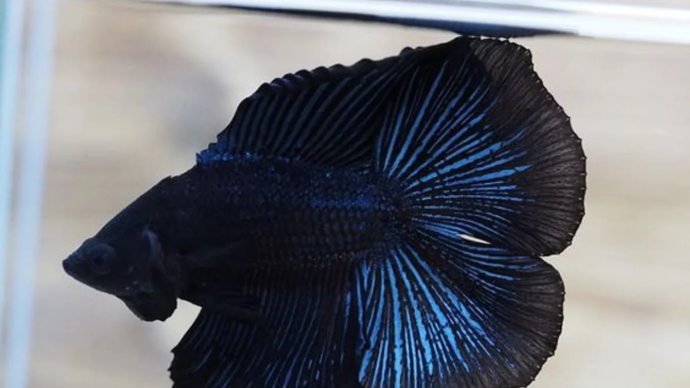 Ikan Cupang Avatar Double Tail