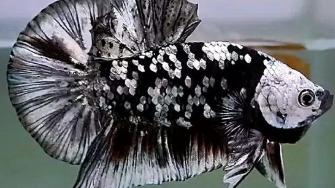 Ikan Cupang Avatar Plakat